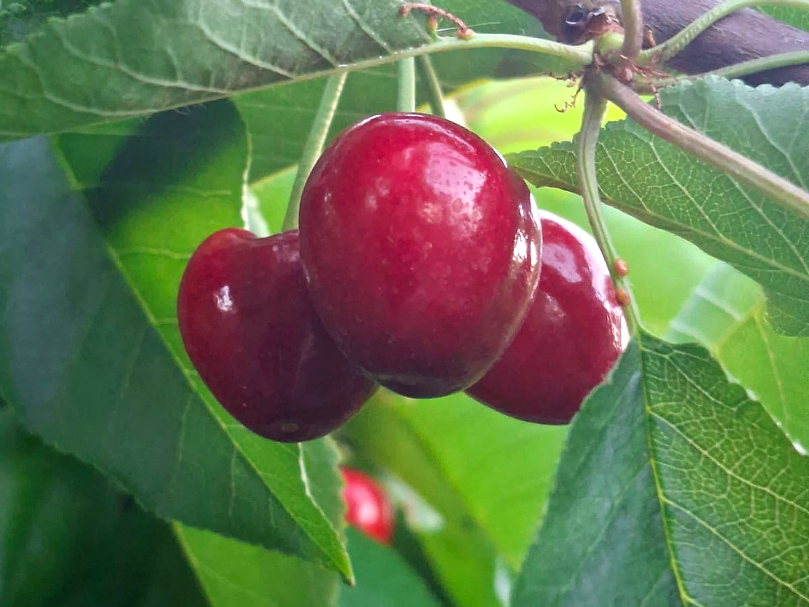 Racimo de cerezas Santina maduras colgando de la rama, con sus pedicelos verdes y hojas alrededor.