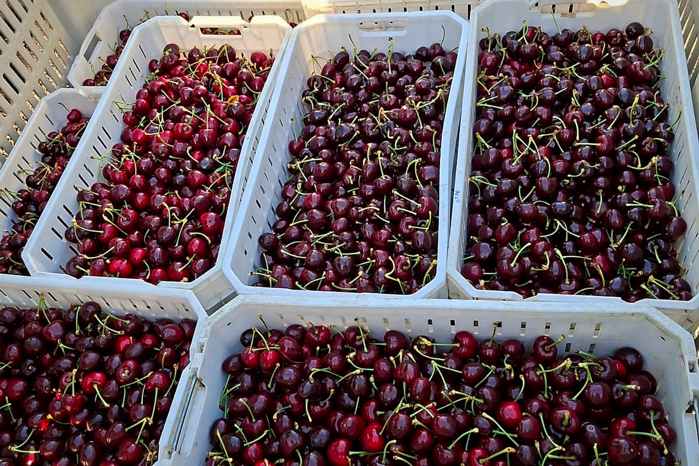 Bins de cosecha llenos de cerezas con pedicelo verde, listos para salir a packing.